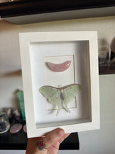 Load image into Gallery viewer, DESTASH Luna Moth Rose Quartz Moon Oddity Wall Hanger
