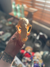 Load image into Gallery viewer, Retired Biology Specimen Raccoon Skull

