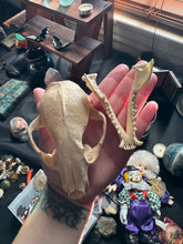 Load image into Gallery viewer, Retired Biology Specimen Raccoon Skull
