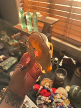 Load image into Gallery viewer, Retired Biology Specimen Raccoon Skull
