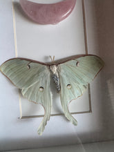 Load image into Gallery viewer, DESTASH Luna Moth Rose Quartz Moon Oddity Wall Hanger
