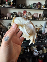 Load image into Gallery viewer, Bobcat Skull Top (Has all teeth, needs cleaning)

