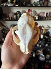Load image into Gallery viewer, Bobcat Skull Top (Has all teeth, needs cleaning)
